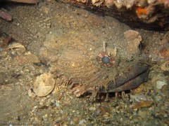 Batrachomoeus dubius
