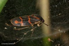 Phymatostetha