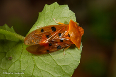 Opistharsostethus simulans