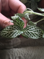 Fittonia