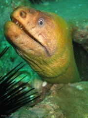 Gymnothorax prasinus