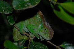 Calumma oshaughnessyi