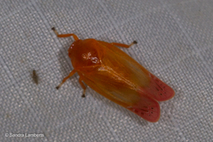 Eoscarta liternoides