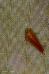 Eoscarta punctata