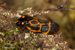 Trichoscarta chersonesia