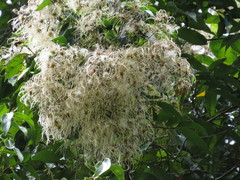 Clematis pickeringii