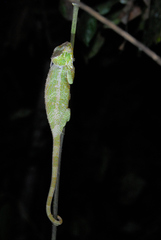 Calumma crypticum