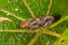 Thoodzata princeps