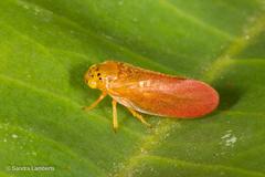 Eoscarta punctata