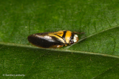 Hemiaufidus peninsularis