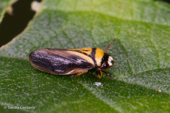 Hemiaufidus peninsularis