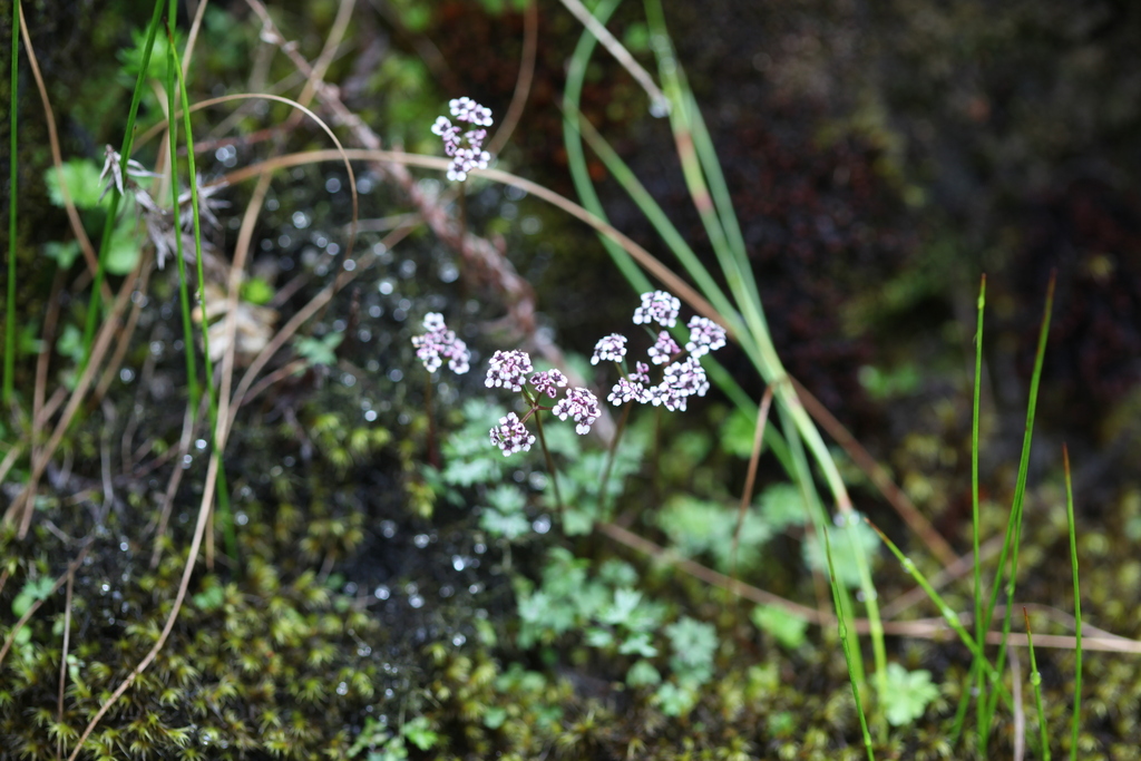 Sinocarum