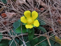 Potentilla indica image