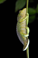 Calumma crypticum