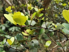 Eugenia buxifolia image