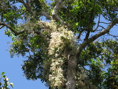 Clematis pickeringii