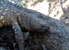 Heloderma horridum