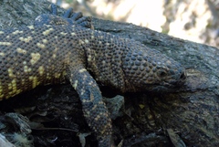 Heloderma horridum