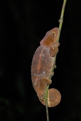 Calumma crypticum