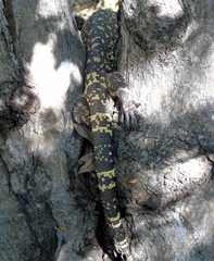 Heloderma horridum