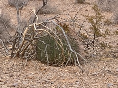 Ferocactus wislizeni