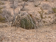 Ferocactus wislizeni