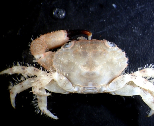 Luniella scabriculus observed 2022-08-19