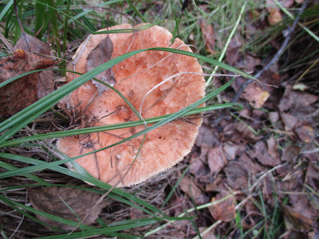 Lactarius torminosus