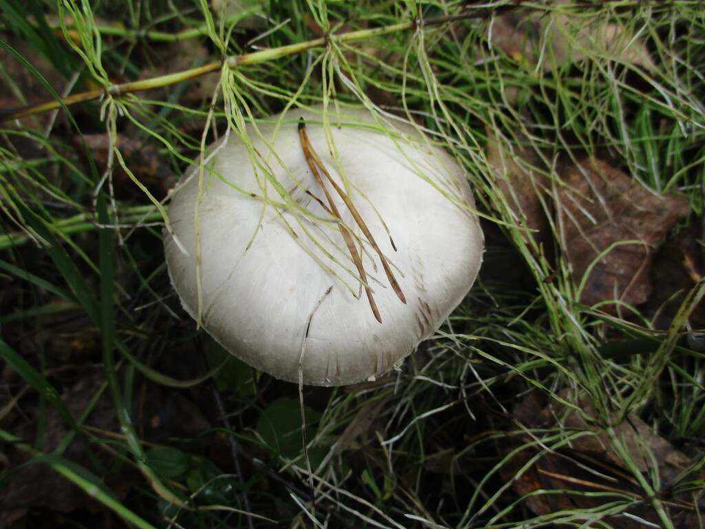 Agaricus sylvicola