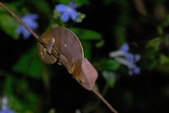 Calumma oshaughnessyi