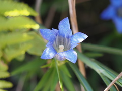 Gentiana scabra buergeri