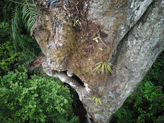 Anthurium friedrichsthalii
