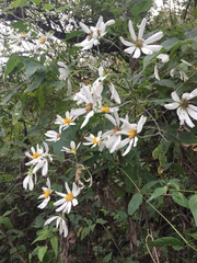 Montanoa bipinnatifida