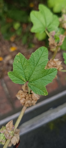 Malva verticillata iNat (1)