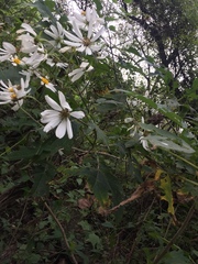 Montanoa bipinnatifida