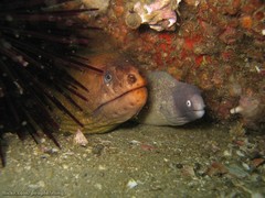 Gymnothorax thyrsoideus
