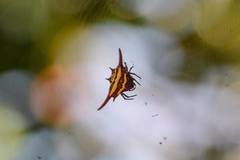 Gasteracantha versicolor