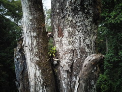 Stenospermation sessile