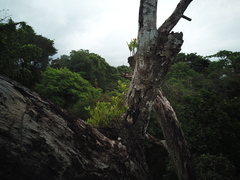 Stenospermation sessile