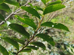 Aphloia theiformis
