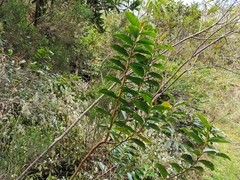 Aphloia theiformis