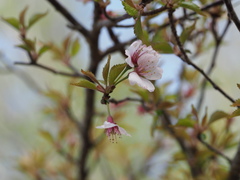 Prunus incisa