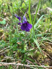 Pinguicula grandiflora