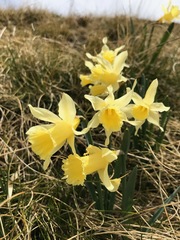 Narcisseae