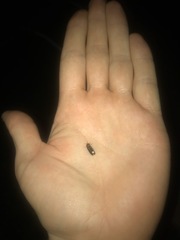 Lamprohiza splendidula