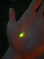 Lamprohiza splendidula