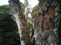 Lemeltonia monadelpha