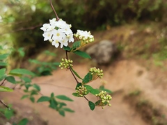 Spiraea × vanhouttei
