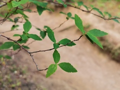 Spiraea × vanhouttei