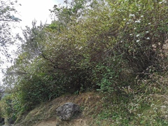 Spiraea × vanhouttei